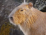 打たせ湯を浴びて幸せそうなカピバラさん