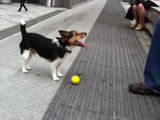 ボクこのボールで遊んでほしいんだ！いいかい？説明するからよく見てて！と言わんばかりの賢い犬