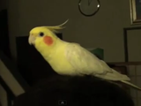 歯磨きの音を真似するオカメインコのココちゃん