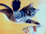 こんなカッコイイ猫動画はじめて（笑）／「跳べない猫は、唯のぬこだ。」