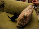わずか4秒でも伝わるホッコリがある。エサにつられた子ネコがクッションによじ登ろうとした瞬間、クッションが倒れてしまうという映像