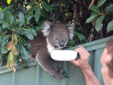あまりの暑さで民家の庭先に野生のコアラがあらわれる事案が発生／コアラ「あちぃから、お水くだちゃい」