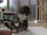 愛するゴミは渡さニャイ！鉄壁の防御で守るねこ。 -Defending Maru.-