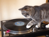 猫のDJがカワイイ （曲はボブマーリー）