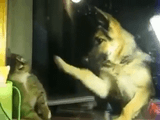 犬パンチ vs 猫パンチ