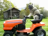 トラクターに乗って芝刈りをする犬