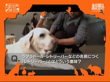 あなたは何問、正解できる？／犬検定-模擬試験（全6問）