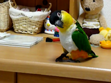 あれ？怒らないの？飼い主さんの反応を見るためにワザと物を落とすインコのルイちゃん