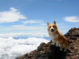 短足だけど富士山に挑戦！愛犬のコーギーと一緒に富士山に登ろう