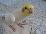 とっても上手に「となりのトトロ」を歌うオカメインコのフクちゃん