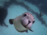 野生のアシカと一緒にダイビング／GoPro: Diving with Ocean Hounds