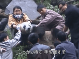 大きくなれ 子パンダたち ～中国臥龍 飼育員の記録～／BS世界のドキュメンタリー