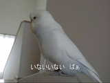 おしゃべりインコのハナちゃんの「いないない ばぁ いるよ」が可愛すぎて萌え死んだ