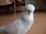 カメラを向けると目一杯突進してレンズをコツコツする、おしゃべりインコのハナちゃん