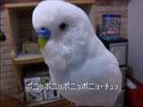 カメラ目線で「ポニョポニョポニョポニョ チュッ♪」っていう、おしゃべりインコのハナちゃん