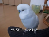 昔話を練習する、おしゃべりインコのハナちゃん