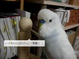 何の脈絡もなく覚えたことをしゃべりまくる、おしゃべりインコのハナちゃん