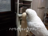 自分で自分を褒め続ける、おしゃべりインコのハナちゃん