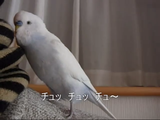 飼い主さんから溺愛されているのがバレバレな、おしゃべりインコのハナちゃん