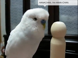 I am Hana-chan！英語で自己紹介するおしゃべりインコのハナちゃん