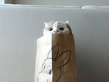 紙袋からピョコピョコ顔をのぞかせる猫のポッケ