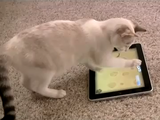 あなたの愛猫もはまるかもしれない、ネコちゃん専用の無料iPadアプリ「Game for Cats」で遊ぶネコの映像