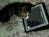 iPadの猫用ゲームで遊ぶ子ネコのかわいさがエンドレス