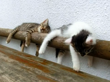 ほっこり癒され映像／気持ち良さそうにスヤスヤ眠る子猫たち