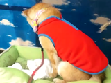 変な服を着せられてテンションがた落ちの柴犬