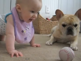 赤ちゃんとフレンチブルドッグが野球のボールを奪い合う、ほのぼの映像（ただし犬には「待て」のハンデ有り）