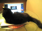 ノートパソコンの上を占拠して、何かしらのボタンを連打しまくる猫のしおちゃん