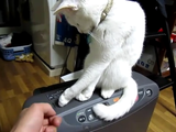 ストーブの蓋を開ける飼い主さん vs 閉じる猫のミクちゃん