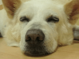 むっちゃんの幸せ　福島の被災犬がたどった数奇な運命