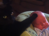 肉球のソフトタッチでぐずる赤ちゃんを泣き止ませてドヤ顔するネコ