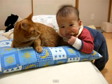 赤ちゃんにシッポをかじられても「ニャンっ！」と鳴くだけで、決して怒ったりしない猫