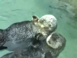 野生のラッコは潮流に流されないように海草を体に巻きつけて眠るが、水族館のラッコは海草が無いため、ラッコ同士お互いに手をつないで眠る