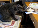 紙をパフパフするのが大好きな猫のビビアちゃん