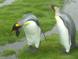 あれ？地面が途切れてる・・・。慎重すぎるペンギン