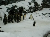 ワーイ！ワーイ！雪に大喜びするペンギン