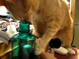ペットボトルから水を飲みたいんだけど、頑張り方を決定的に間違えるネコ