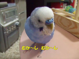 ボキャブラリーが多すぎて昔話のストーリーが全然前に進まない、おしゃべりインコのぴのこちゃん