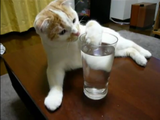 横着にグラスの水を飲む猫のポッケちゃん