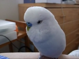 「ぽぽぽぽーん」の練習中に強烈な睡魔に襲われる、おしゃべりインコのハナちゃん