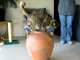 ポッチャリ体型のくせに壺に入ろうとして、案の定、途中で引っ掛かって爆笑される猫