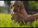 完璧にカワイイ子犬を、完璧に美しい超高解像度で。