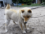 こりゃカワイイ♪ 顔だけ先に冬毛が抜けてしまって、ヒツジみたいになってる山陰柴犬のコウちゃん