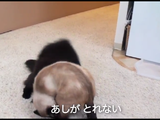 しゃべる猫「しおちゃん」 vs ティーちゃんのレスリングで「足が取れない」