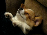 ソファで仰向けになってウトウトしてたら、飼い主さんが毛布をかけてくれたので、そのまま寝ることにしたコーギー犬