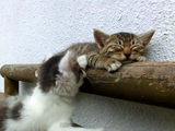 寝る子猫と、遊ぶ子猫