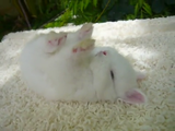 なんちゅう格好で寝とんねん！と突っ込みたくなる、もっふもふの白いウサギ